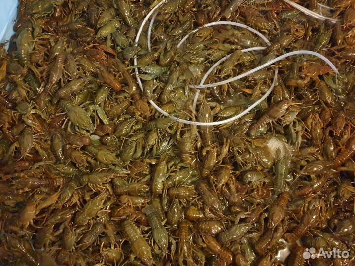 Продам живые раки