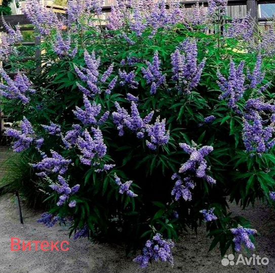 Кустарники декоративные