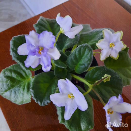 Домашние цветы