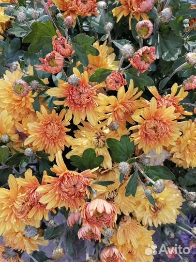 Хризантемы