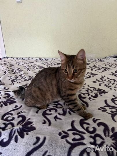 Кошка (помесь)