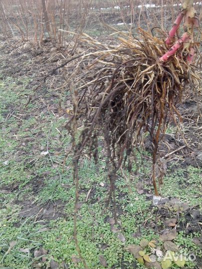 Саженцы ежевики окс, только опт