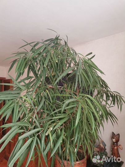 Роскошный фикус 