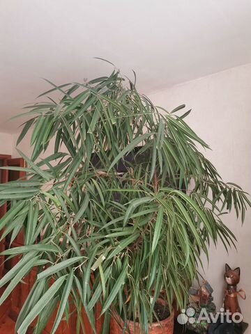 Роскошный фикус 