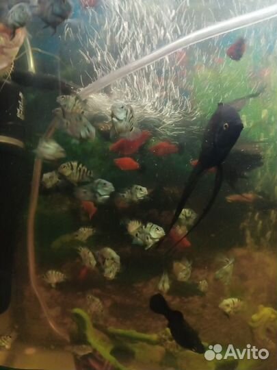 Аквариумные рыбки