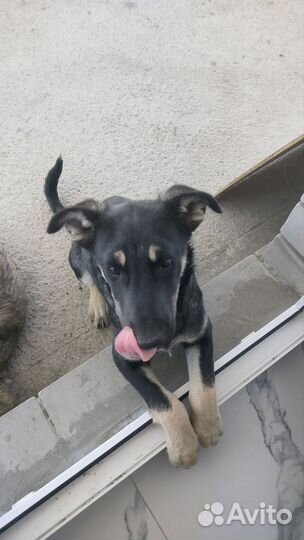 Собака дворняжка щенок