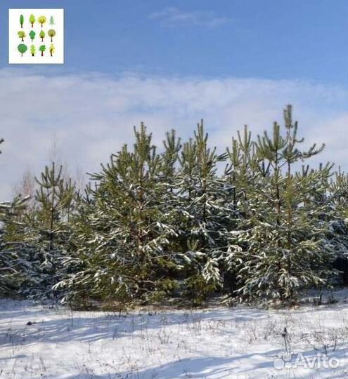 Крупномеры сосны с гарантией