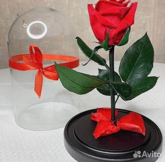 Роза в колбе. Неувядающая
