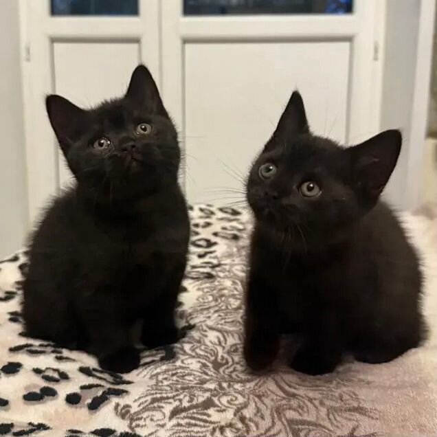 Британский короткошёрстный котёнок