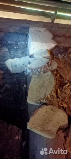 Сувель березовый