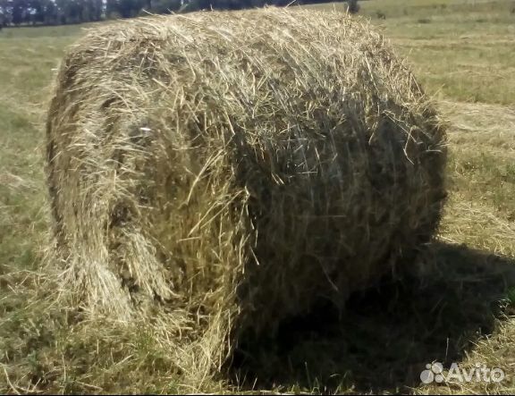 Сено в рулонах
