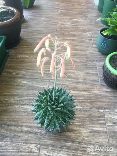 Суккуленты