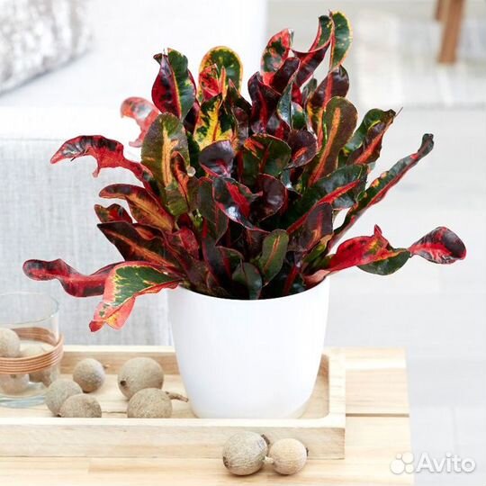 Кротон мамми