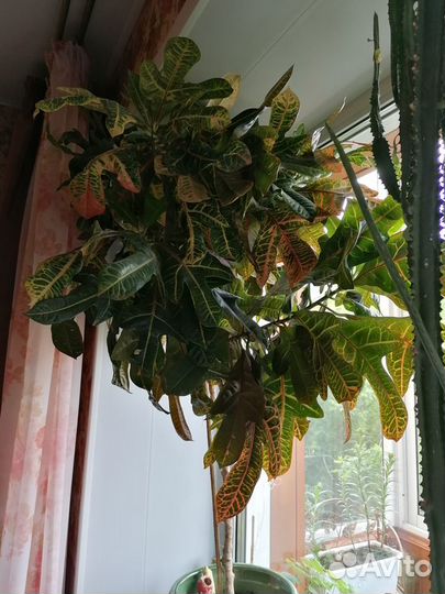 Кодиеум кротон