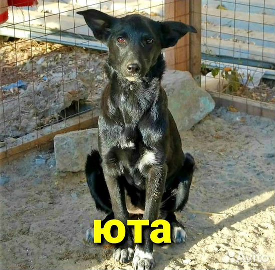 Собака в добрые руки