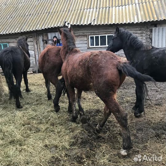 Лошадь 1.5 года