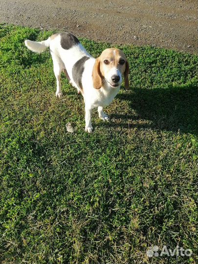 Щенки от эстонской гончей