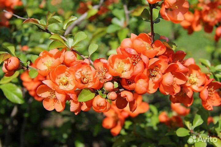 Многолетники для сада ю/з район