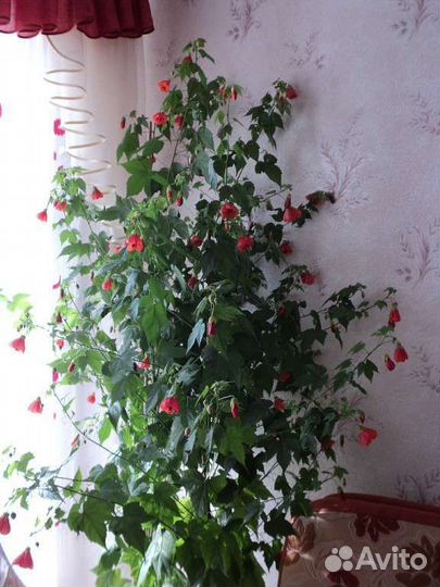 Уайтфельдия, абутилон