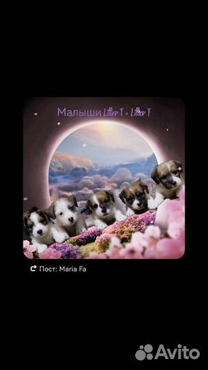 Лучшие щенки Джек Рассел терьер