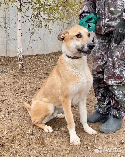 Собака в дом Гриша