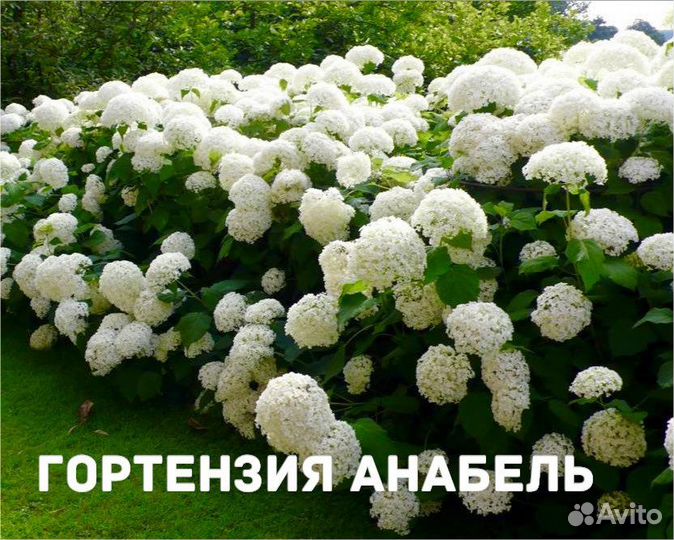 Гортензия Анабель многолетнее растение