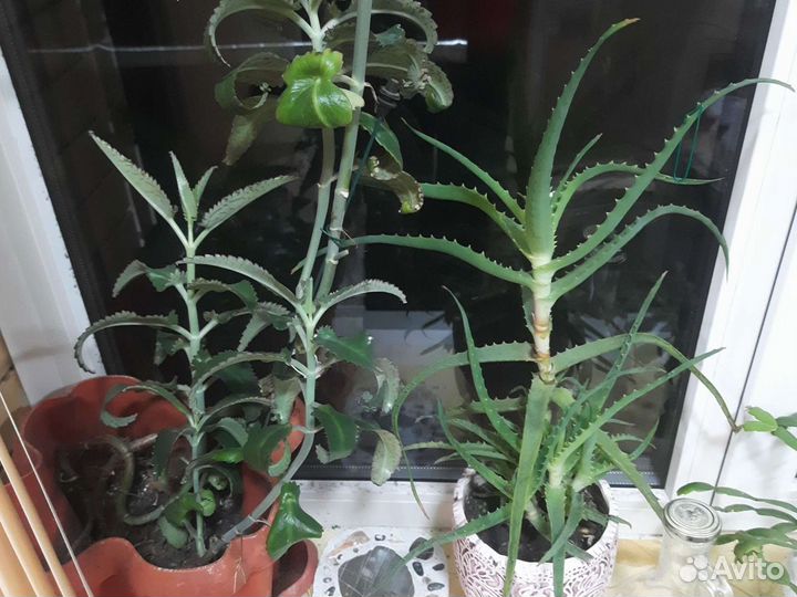 Алоэ, коланхое