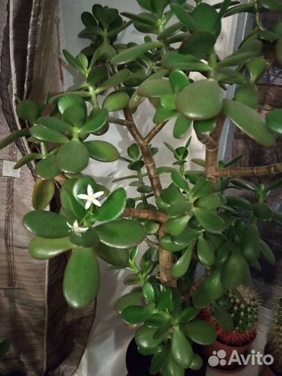 Толстянка (росточки)