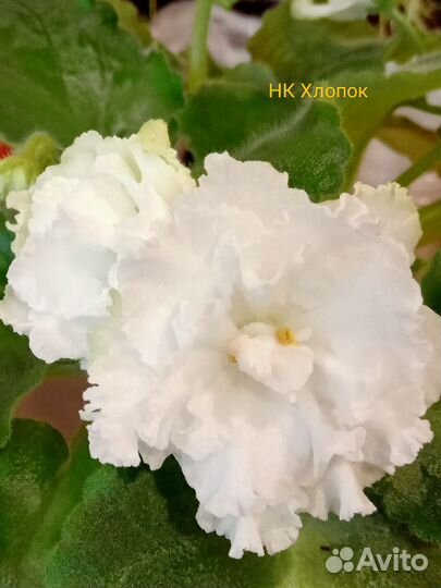 Детки сортовых фиалок