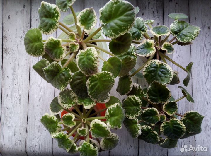 Детки и стартеры сортовых фиалок