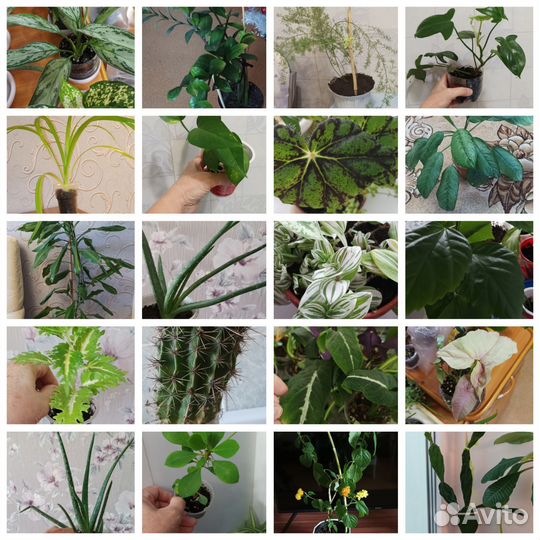 Комнатные цветы