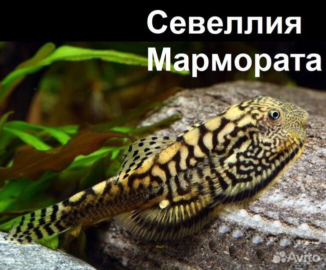 Псевдоскаты Севеллия Мармората и Спотед