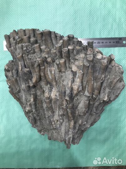 Окаменелый коралл с пиритом