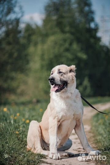 Алабай в дар