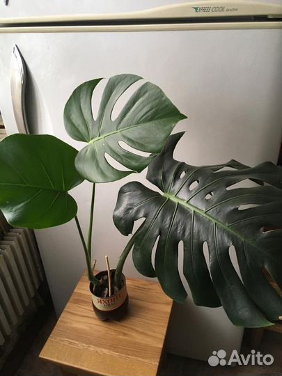 Монстеры 3 сорта гигант отростки