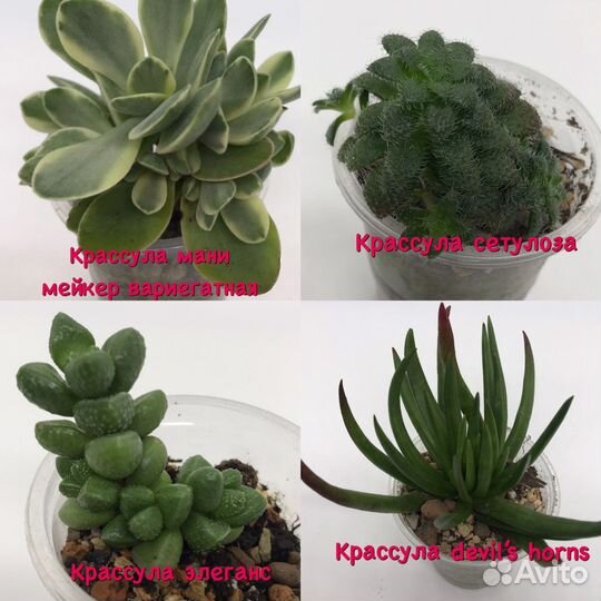 Суккуленты крассулы