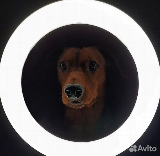 Кольцевая лампа со штативом Новая