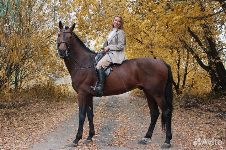 Жеребцы на случку