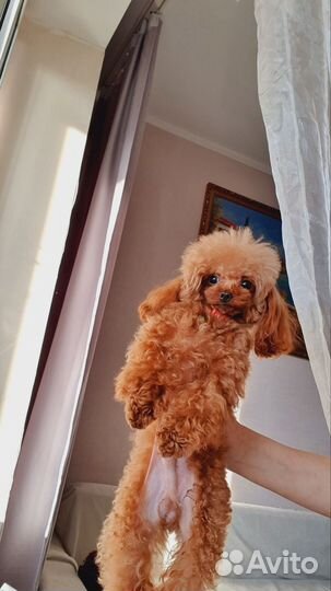 Вязка кобель тедди той-пудель