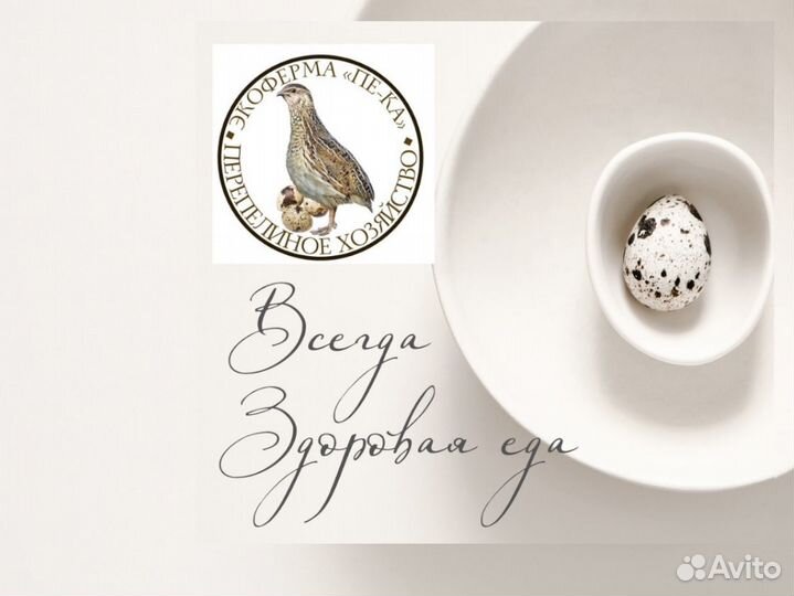 Домашнее суточное яйцо перепела