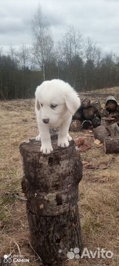 Продаются щенки сао