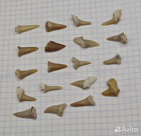 Зуб вымершей акулы