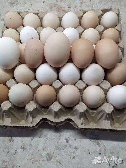 Домашние куриные яйца