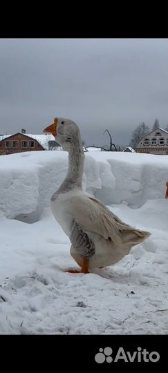 Гусь Холмогор