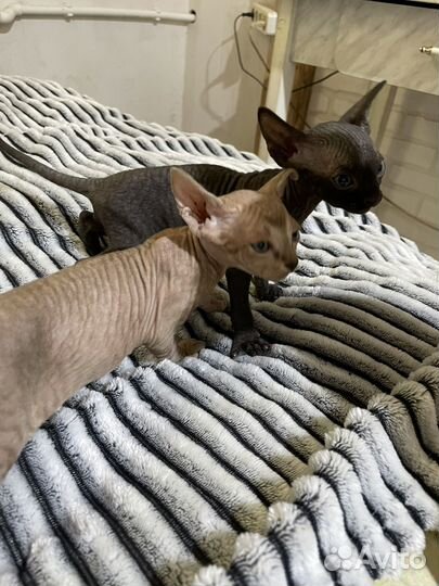 Канадский сфинкс котенок