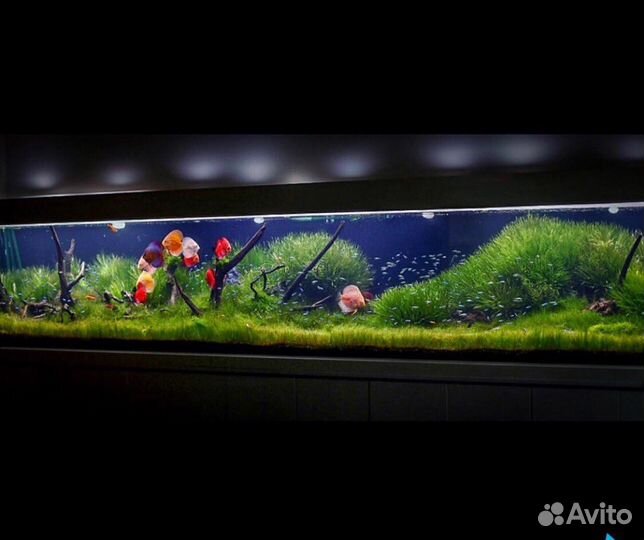 Аквариумный дизайн(оформление)