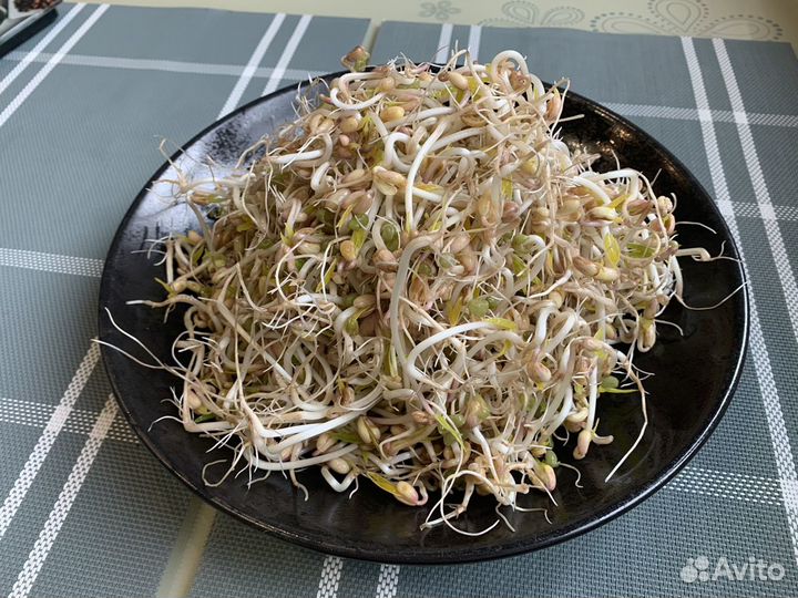 Проростки маша (бобы мунг)