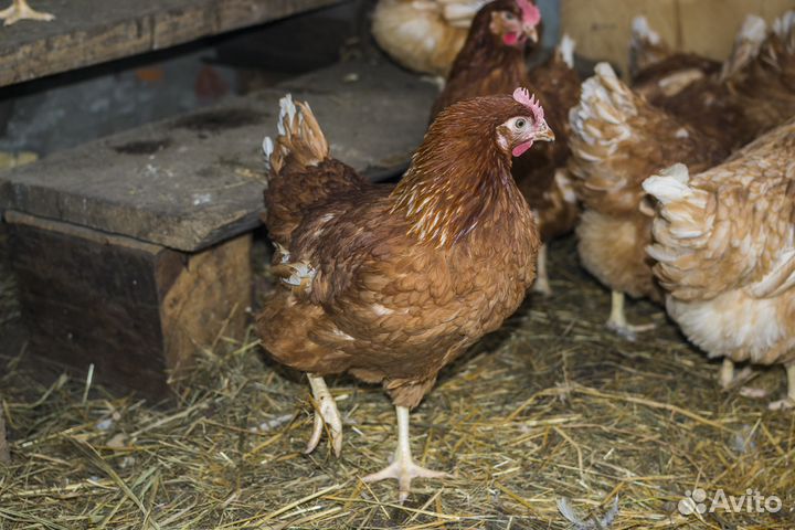 Куры молодки