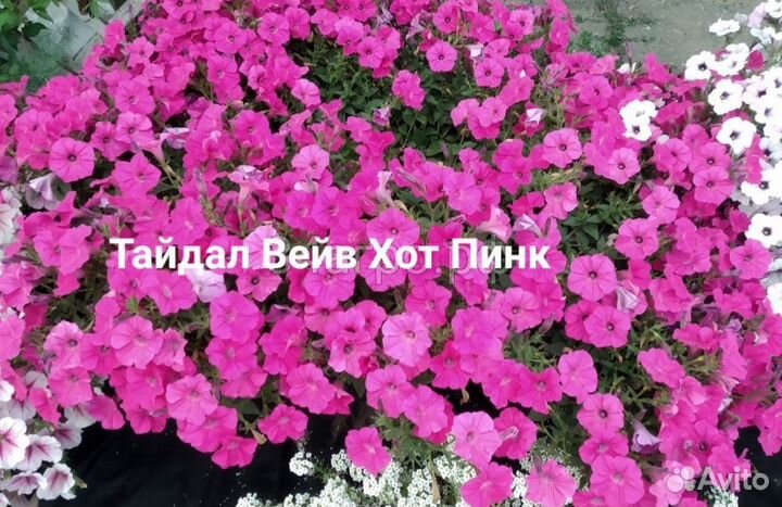 Петуния ампельная Тайдал,Опера