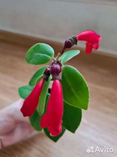 Эсхинантус